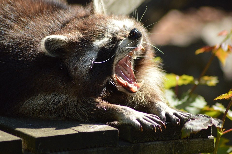 https://www.tricitylocalnews.com/wp-content/uploads/2019/08/raccoon.jpg