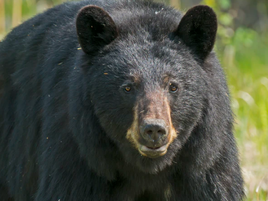 https://www.tricitylocalnews.com/wp-content/uploads/2020/06/bear-female.png