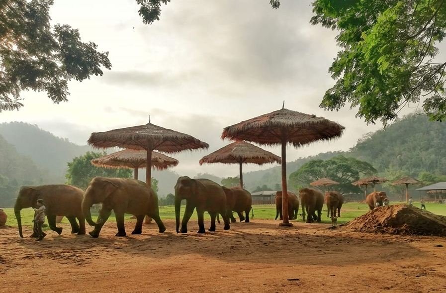 https://www.tricitylocalnews.com/wp-content/uploads/2021/05/Elephant-Nature-Park.jpg