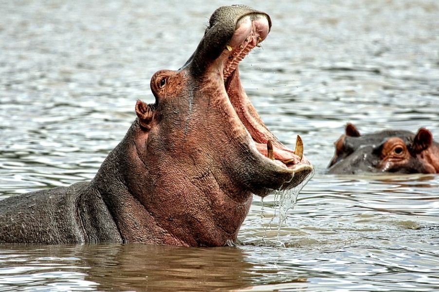 https://www.tricitylocalnews.com/wp-content/uploads/2021/10/hippos.jpg