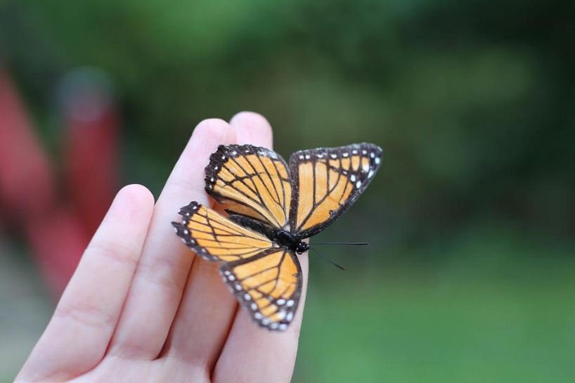 https://www.tricitylocalnews.com/wp-content/uploads/2022/07/Monarch.jpg